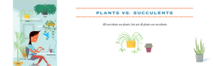 Plants versus succulents